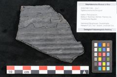 Foto (Objekt + Etikett) von Sigillaria subrotunda Brongniart (NHMW-GEO-2024-0188-11045)